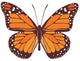Orange Butterfly Wall Decal