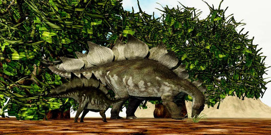 Stegosaurus Baby Looks to Wall Decal
