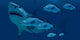 School Fish Encounter Monstrous Wall Decal
