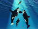 Seal Swims to Surface Wall Decal