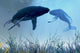 Two Humpback Whales over Wall Decal