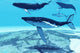 Humpback Whales Swim Together Wall Decal