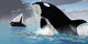 Whales Burst from Ocean Wall Decal