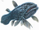 Coelacanth Swimming Wall Decal