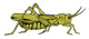 Grasshopper Wall Decal