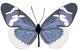 Blue and White Butterfly Wall Decal