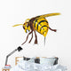 Hornet Stinging Wall Decal