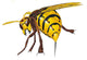 Hornet Stinging Wall Decal