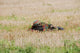 Belgian Paratroopers Guard Fields Wall Decal