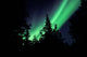 Aurora Borealis above Trees Wall Decal Design 4