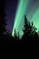 Aurora Borealis above Trees Wall Decal Design 3