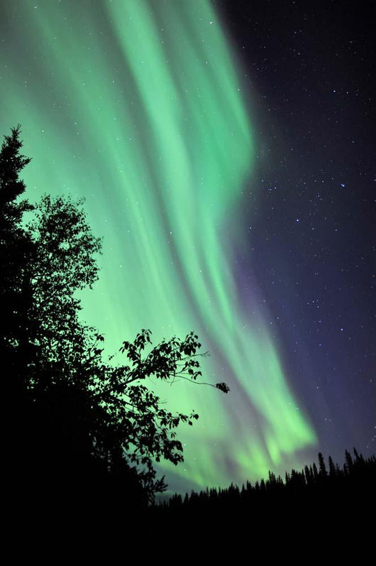 Aurora Borealis above Trees Wall Decal Design 2