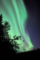 Aurora Borealis above Trees Wall Decal Design 2