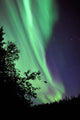 Aurora Borealis above Trees Wall Decal Design 1