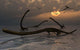 Illustration Herd Tanystropheus Reptiles Wall Decal Design 2