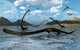 Illustration Herd Tanystropheus Reptiles Wall Decal Design 1