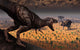 Tyrannosaurus Rex Spots Two Wall Decal