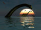 Diplodocus Dinosaurs Bathe Large Wall Decal Design 2