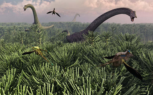 Diplodocus Dinosaurs Sauropod Family Wall Decal