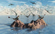 Eudimorphodon's Fishing for Their Wall Decal