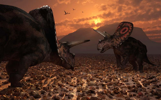 Pair Torosaurus Dinosaurs Fight Wall Decal Design 1