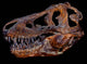 Genuine Fossilized Skull T Wall Decal Design 2