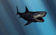 Megalodon Shark from Cenozoic Wall Decal