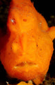 Face Shot Orange Frogfish Wall Decal