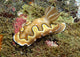 Chromodoris Coi Beige Nudibranch Wall Decal