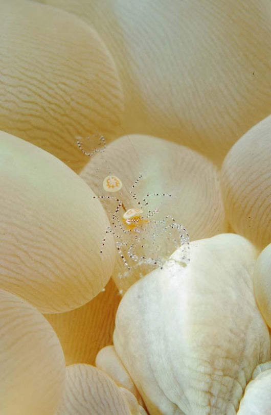 Spotted Cleaner Shrimp Beige Wall Decal