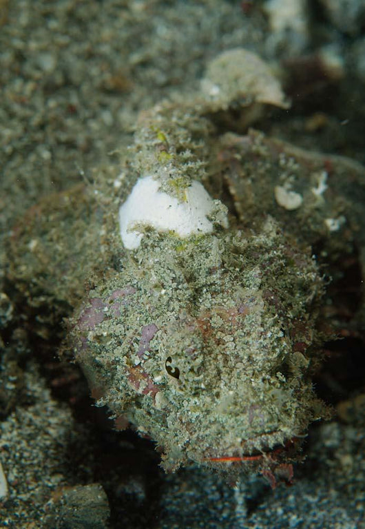 Camouflaged Juvenile Scorpionfish with Wall Decal