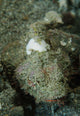 Camouflaged Juvenile Scorpionfish with Wall Decal