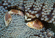 Red-spotted Porcelain Crab Hiding Wall Decal