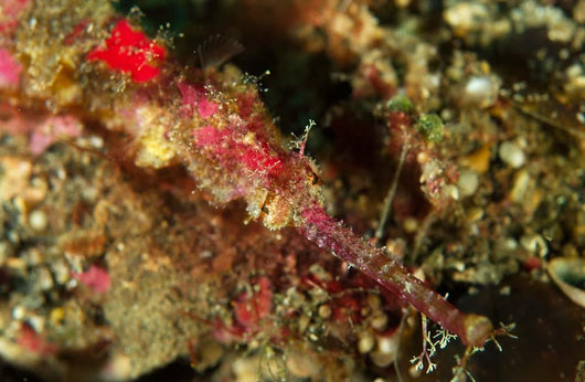 Head Shot Pink Pipefish Wall Decal