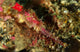 Head Shot Pink Pipefish Wall Decal
