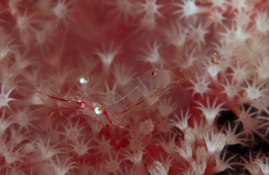 Translucent Red Shrimp Pink Wall Decal