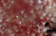 Translucent Red Shrimp Pink Wall Decal