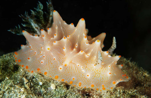 Halgerda Batangas Orange Spotted Wall Decal