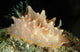 Halgerda Batangas Orange Spotted Wall Decal