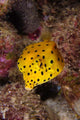 Yellow Boxfish North Sulawesi Wall Decal