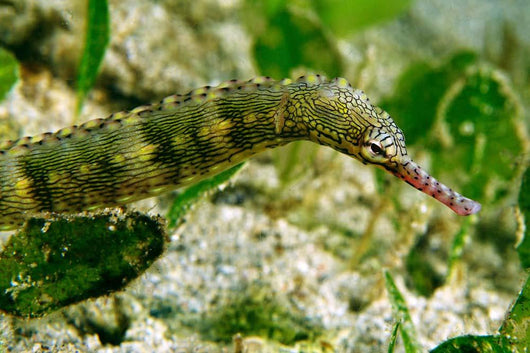 Green Scribbled Pipefish with Wall Decal