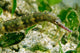 Green Scribbled Pipefish with Wall Decal