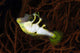 Mimic Filefish North Sulawesi Wall Decal