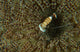 Commensal Shrimp Brown Anemone Wall Decal