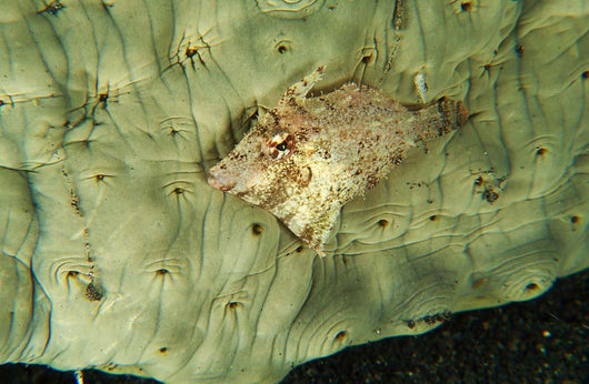Beige Juvenile Filefish Hiding Wall Decal
