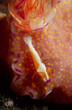 Emperor Commensal Shrimp Nudibranch Wall Decal