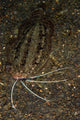 Cockatoo Flounder Black Sand Wall Decal