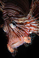 Face Shot Red Lionfish Wall Decal