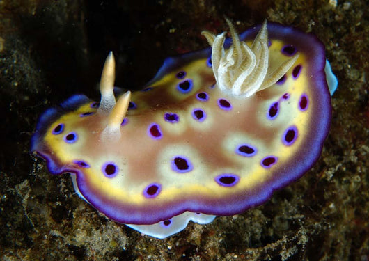 Chromodoris Kuniei Nudibranch North Wall Decal