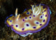 Chromodoris Kuniei Nudibranch North Wall Decal